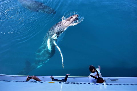 Hervey Bay Whale Watching Experience - Accommodation Melbourne 3
