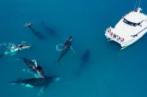 Hervey Bay Whale Watching Experience - Accommodation Melbourne 7