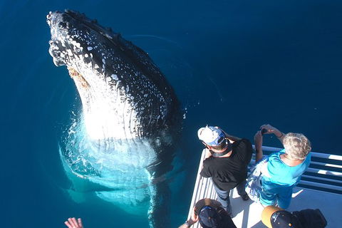 Hervey Bay Whale Watching Experience - Accommodation Melbourne 14