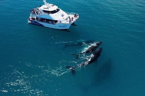 Hervey Bay Whale Watching Experience - Accommodation Melbourne 2