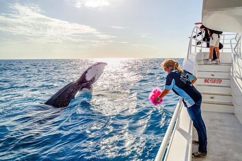 Hervey Bay Whale Watching Experience - Accommodation Melbourne 8