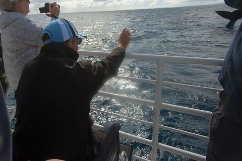 Hervey Bay Whale Watching Experience - Accommodation Melbourne 13