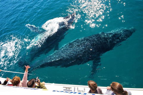 Hervey Bay Whale Watching Experience - Accommodation Melbourne 12