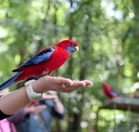 Springbrook National Park Discovery Full-Day Bushwalking Tour - Accommodation Melbourne