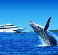 Tangalooma Island Resort Classic Whale Watching Day Cruise - Accommodation Melbourne