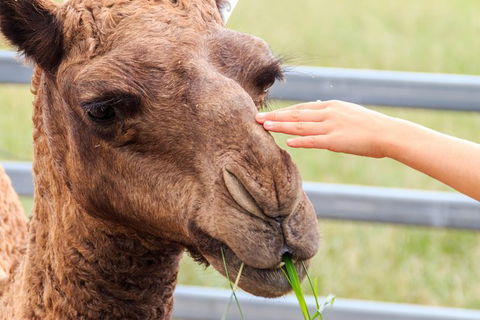 Camel Farm Deluxe Experience - Accommodation Melbourne 1