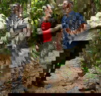 Mossman Gorge Dreamtime Walk and Low Isles Snorkeling and Sailing Cruise - Accommodation Melbourne
