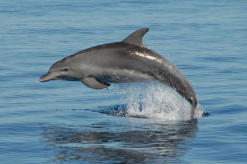 Fraser Island & Dolphin Sailing Adventure - Accommodation Melbourne 1