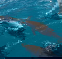 Fraser Island  Dolphin Sailing Adventure - Accommodation Melbourne