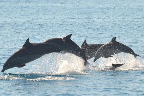 Fraser Island & Dolphin Sailing Adventure - Accommodation Melbourne 5