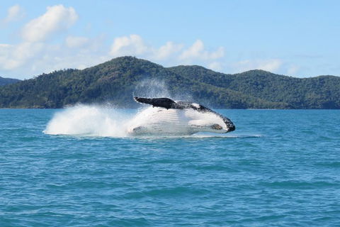 Whitsundays Whale Watching Cruise From Airlie Beach - Accommodation Melbourne 0