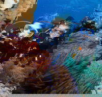 Quicksilver Dive 4 Day PADI Learn to Dive Course - Accommodation Melbourne
