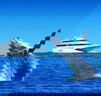 Tangalooma Island Resort Dolphin Viewing Day Cruise with Whale Watching - Accommodation Melbourne