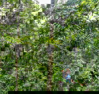 Cape Tribulation and Jungle Surfing Adventure Day from Port Douglas - Accommodation Melbourne