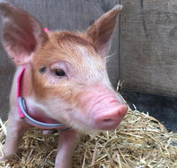 2hr Animal Tour - Accommodation Melbourne