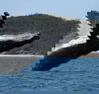 Hervey Bay Ultimate Whale Watching Cruise - Accommodation Melbourne