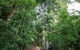 Whitsundays Tropical Rainforest, Waterfalls And Airlie Beach Eco Experience - thumb 1