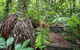 Whitsundays Tropical Rainforest, Waterfalls And Airlie Beach Eco Experience - thumb 7