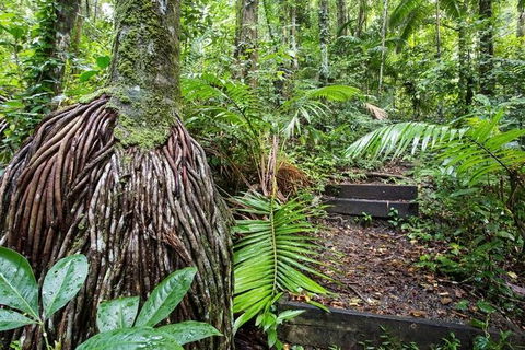 Whitsundays Tropical Rainforest, Waterfalls And Airlie Beach Eco Experience - Accommodation Melbourne 7