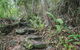 Whitsundays Tropical Rainforest, Waterfalls And Airlie Beach Eco Experience - thumb 16
