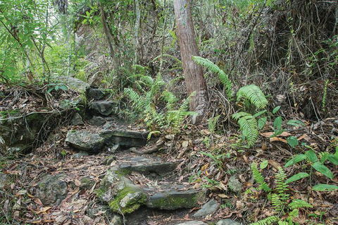 Whitsundays Tropical Rainforest, Waterfalls And Airlie Beach Eco Experience - Accommodation Melbourne 16