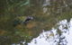 Whitsundays Tropical Rainforest, Waterfalls And Airlie Beach Eco Experience - thumb 12