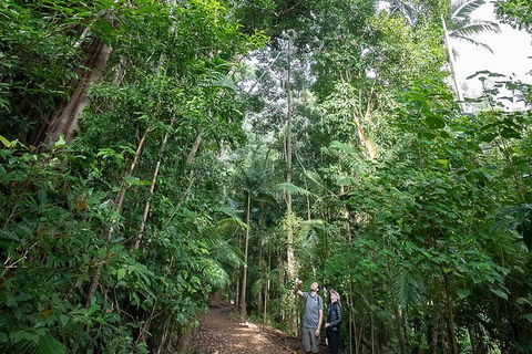 Whitsundays Tropical Rainforest, Waterfalls And Airlie Beach Eco Experience - Accommodation Melbourne 6