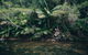 Whitsundays Tropical Rainforest, Waterfalls And Airlie Beach Eco Experience - thumb 2