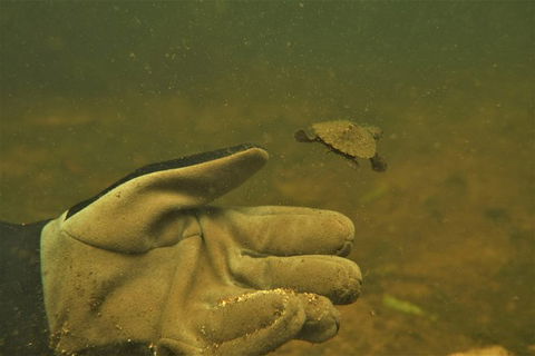 Rainforest Platypus Night Dive (Certified Divers Only Once Day Dive Completed) - Accommodation Melbourne 9
