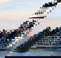 Hervey Bay Whale Watching Cruise - Accommodation Melbourne