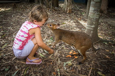 Hartley's Crocodile Adventures Day Trip From Cairns - Accommodation Melbourne 1