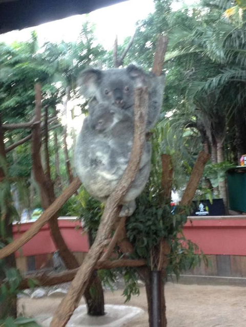 Hartley's Crocodile Adventures Day Trip From Cairns - Accommodation Melbourne 7