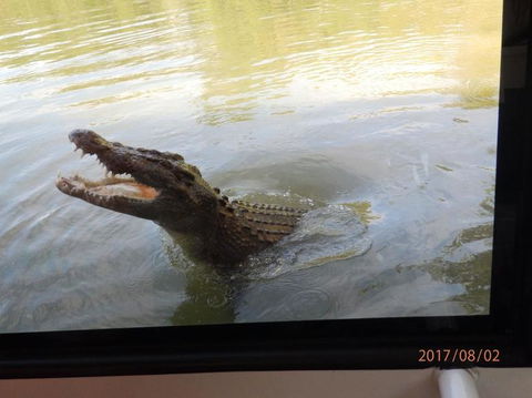 Hartley's Crocodile Adventures Day Trip From Cairns - Accommodation Melbourne 4