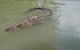 Hartley's Crocodile Adventures Day Trip From Cairns - thumb 10