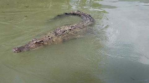Hartley's Crocodile Adventures Day Trip From Cairns - Accommodation Melbourne 10