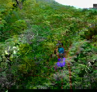 Tamborine Mountain Daily Service Treetop Challenge and Thunderbird Park - Accommodation Melbourne