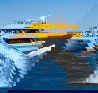 Spirit of Hervey Bay Whale Watching Cruise - Accommodation Melbourne