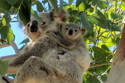 Magnetic Island Tour: Maggie Comprehensive - Accommodation Melbourne 4