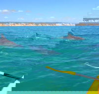 Half-Day Kayak with Dolphins and 4WD Beach Drive from Rainbow Beach - Accommodation Melbourne