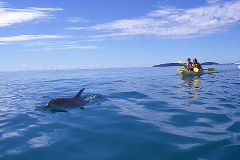 Half-Day Kayak With Dolphins And 4WD Beach Drive From Rainbow Beach - Accommodation Melbourne 9