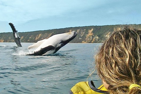 Half-Day Kayak With Dolphins And 4WD Beach Drive From Rainbow Beach - Accommodation Melbourne 7