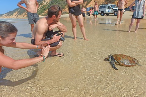Half-Day Kayak With Dolphins And 4WD Beach Drive From Rainbow Beach - Accommodation Melbourne 11