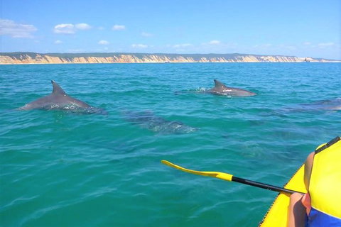 Half-Day Kayak With Dolphins And 4WD Beach Drive From Rainbow Beach - Accommodation Melbourne 2