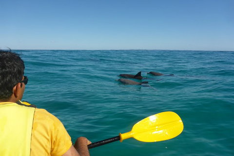 Half-Day Kayak With Dolphins And 4WD Beach Drive From Rainbow Beach - Accommodation Melbourne 6