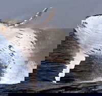 Whale Watching and Surfers Paradise Day Trip from Brisbane - Accommodation Melbourne
