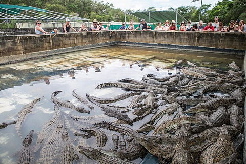 Hartley\'s Crocodile Adventures Day Trip From Palm Cove - Accommodation Melbourne 7