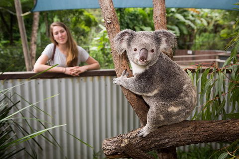 Hartley\'s Crocodile Adventures Day Trip From Palm Cove - Accommodation Melbourne 3