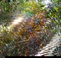 O'Reilly's Lamington National Park and Treetop Canopy Tour - Accommodation Melbourne
