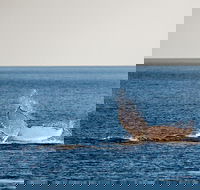 Whale Watching Ocean Tour - Accommodation Melbourne