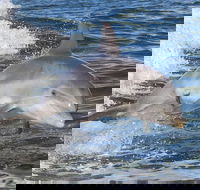 Noosa Oceanrider Scenic Dolphin Safari - Accommodation Melbourne